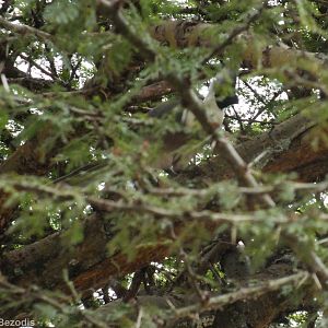 Black-faced Go-away Bird - Maasai Mara