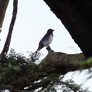 Violet-backed (Amethyst) Starling- Maasai Mara