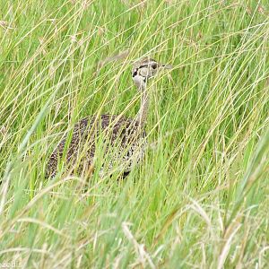 Black-bellied Bustard - Maasai Mara