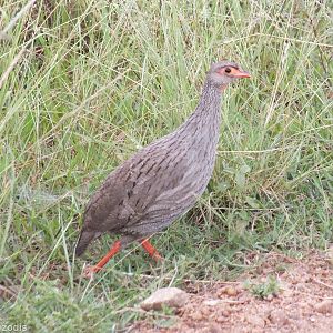Red-necked Spurfowl - Maasai Mara