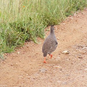 Red-necked Spurfowl Running Along the Road - Maasai Mara
