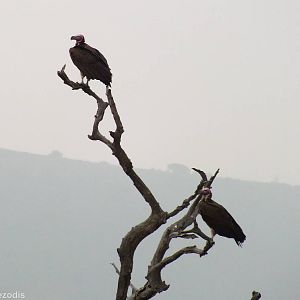 Lappet-faced Vultures - Maasai Mara