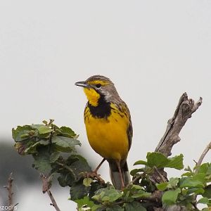 Yellow-throated Longclaw - Maasai Mara