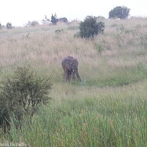 Elephants in the Rain - Maasai Mara