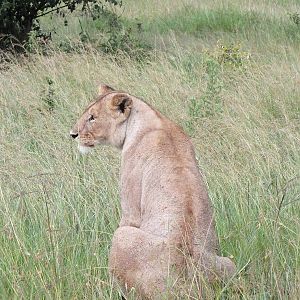 Lioness - Maasai Mara