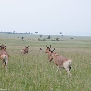 Coke's Hartebeest Herd - Maasai Mara