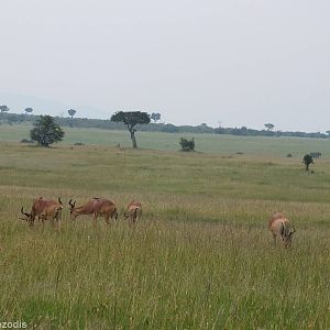 Coke's Hartebeest Herd - Maasai Mara