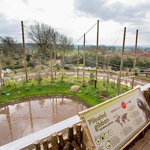 Gibbon Forest : Twycross : 26 Feb 2016