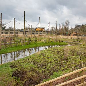 Gibbon Forest : Twycross : 26 Feb 2016