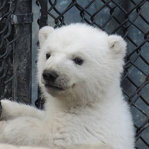 Polar Bear Cub
