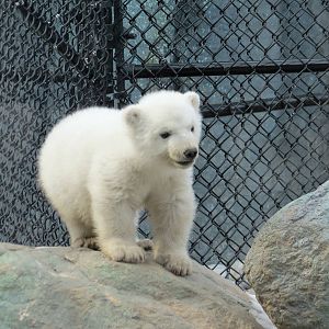 Polar Bear Cub