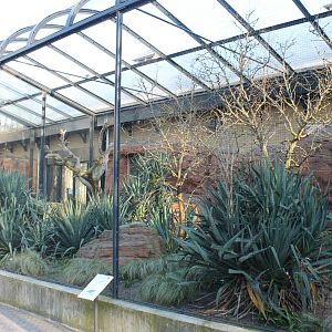 Aviary Northern bald ibis and Von der Deckens hornbill