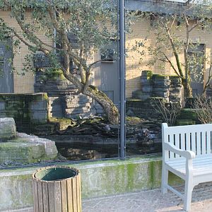 Outdoor-aviary Inca tern