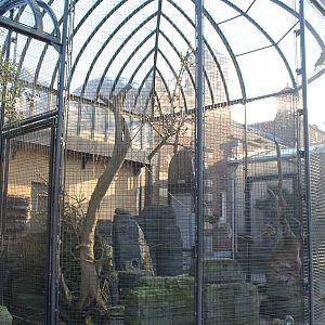 Outdoor-aviary Kea