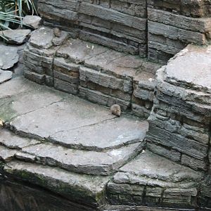 Mammals in the Bird-house