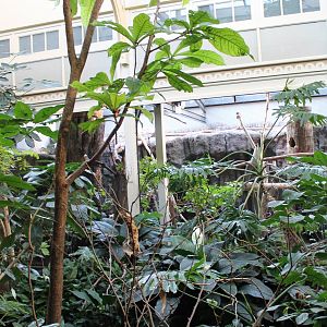 Rainforest-section Bird-house