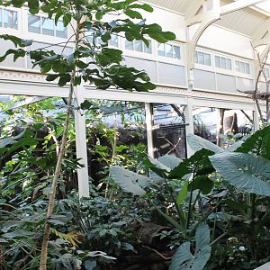 Rainforest-section Bird-house