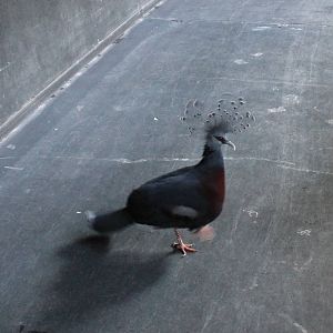 Victoria crowned pigeon