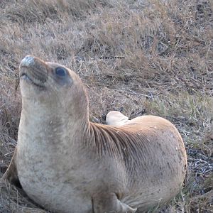Baby Northern Elephant Seal