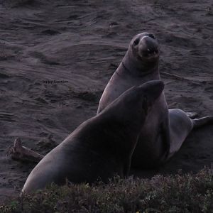 Elephant Seals