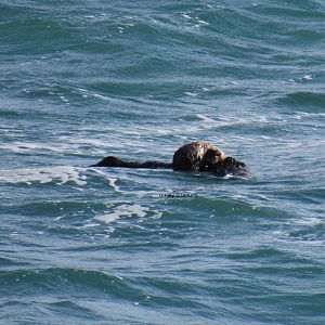 Sea Otters