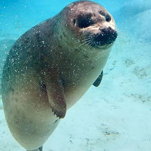 Pacific Harbor Seal