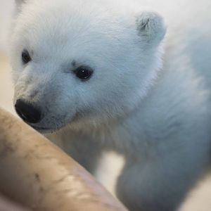 Polar Bear cub Juno