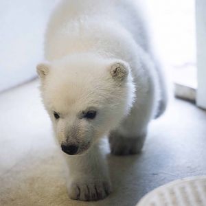 Polar Bear cub Juno