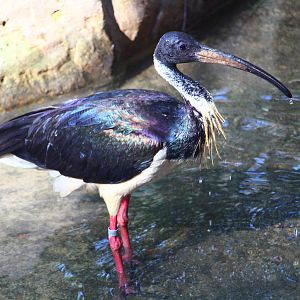 Wetlands - Straw-necked Ibis