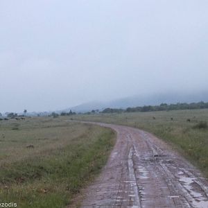Spotted Hyaenas Chasing Wildebeest - Maasai Mara