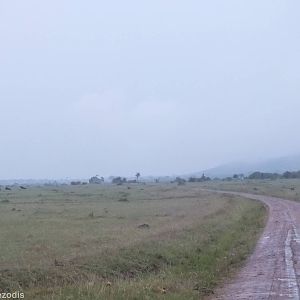 Spotted Hyaenas Chasing Wildebeest - Maasai Mara