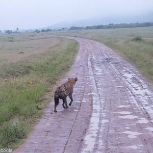 Several Spotted Hyaenas Walking Behind the Main Group - Maasai Mara