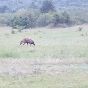 Spotted Hyaena - Maasai Mara