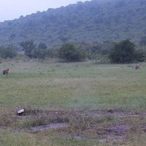 Spotted Hyaenas after Abandoning the Wildbeest Chase - Maasai Mara