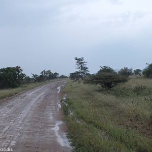 Early Morning View - Maasai Mara