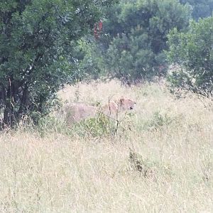 Early Morning Lion - Maasai Mara