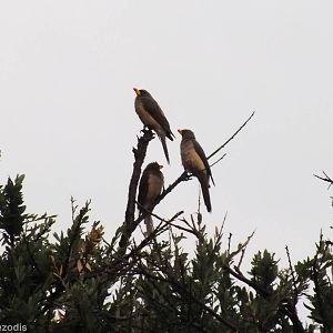 Yellow-billed Oxpeckers - Maasai Mara