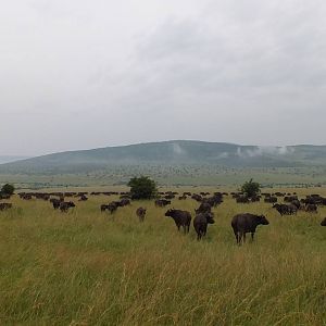 Cape Buffalo Herd - Maasai Mara