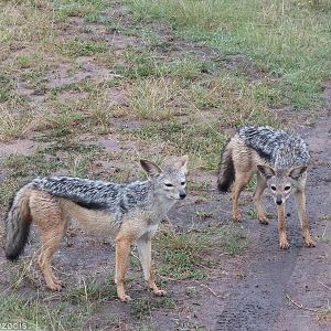 Black-backed Jackals - Maasai Mara