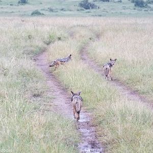 Black-backed Jackals Playing - Maasai Mara