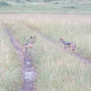 Black-backed Jackals Playing - Maasai Mara