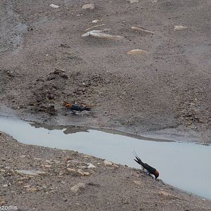 Lesser Striped Swallow - Maasai Mara