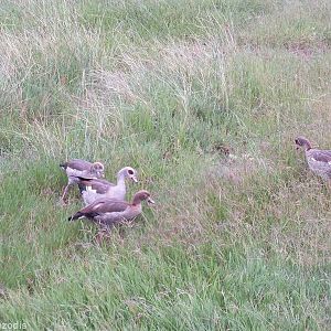 Egyptian Geese - Maasai Mara