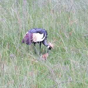 Grey Crowned-crane with Chick - Maasai Mara