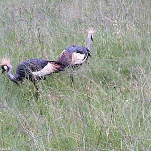 Grey Crowned-crane Pair with Chicks - Maasai Mara