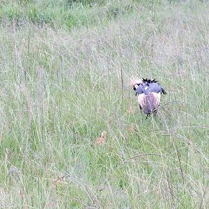 Grey Crowned-crane with Chick - Maasai Mara