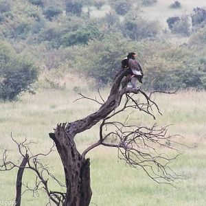 Bateleurs - Maasai Mara