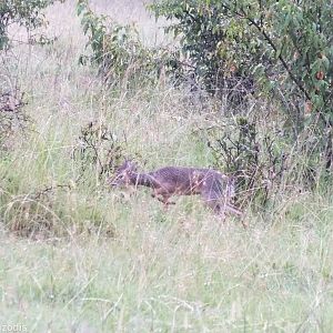 Cavendish's Dik-dik - Maasai Mara