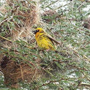 Speke's Weaver