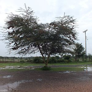 Tree with Speke's Weaver Nests